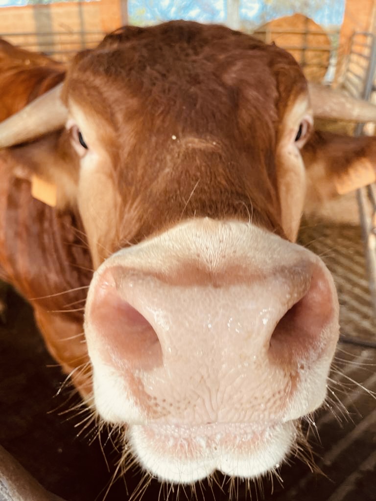 Consorzio Lombardo Produttori Carne Bovina