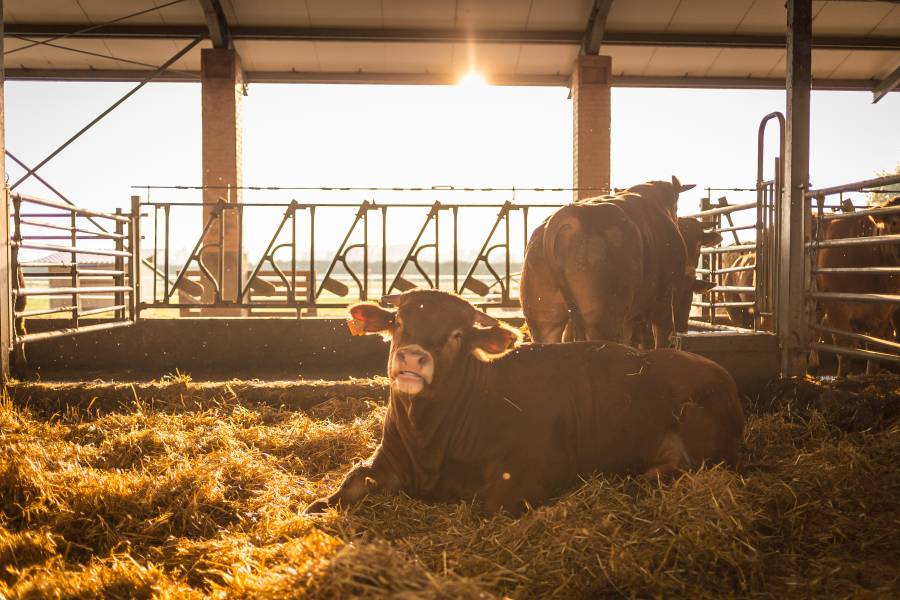 Il benessere animale al centro del nostro lavoro